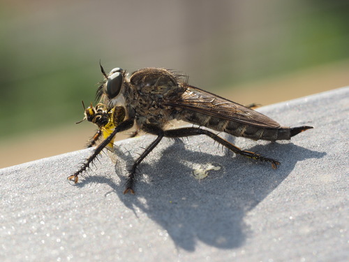 Machimus setibarbus