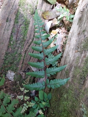 Athyrium otophorum