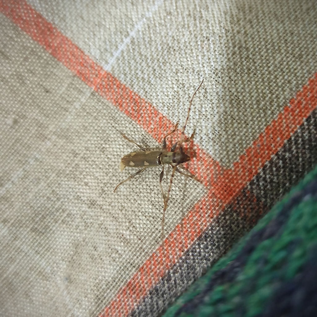 Neocompsa textilis