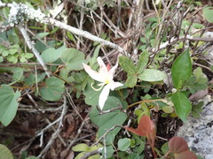 Bauhinia coulteri