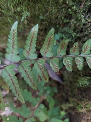 Athyrium otophorum