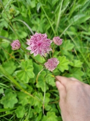 Astrantia trifida
