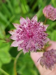 Astrantia trifida