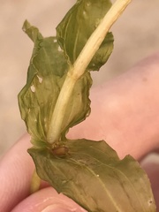 Potamogeton perfoliatus