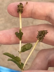 Potamogeton perfoliatus