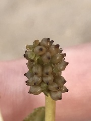 Potamogeton perfoliatus