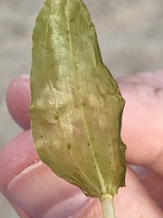 Potamogeton perfoliatus