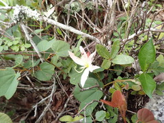 Bauhinia coulteri
