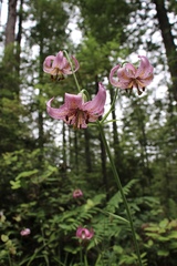 Lilium kelloggii