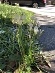 Nothoscordum bivalve