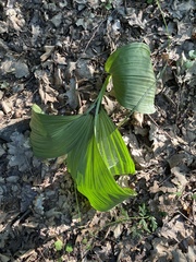 Veratrum nigrum