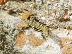 Podarcis muralis