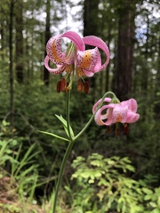 Lilium kelloggii