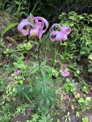 Lilium kelloggii