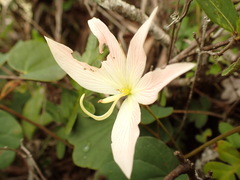 Bauhinia coulteri