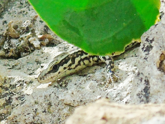 Podarcis muralis