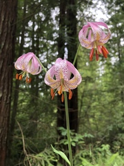 Lilium kelloggii
