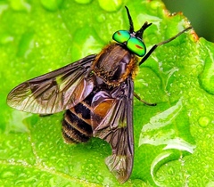 Chrysops relictus