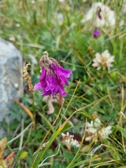 Hedysarum caucasicum