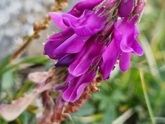 Hedysarum caucasicum