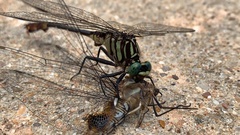 Gomphurus