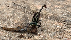 Gomphurus