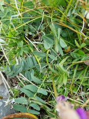 Hedysarum caucasicum