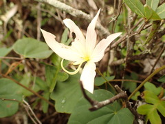 Bauhinia coulteri