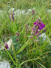 Hedysarum caucasicum