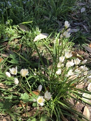 Nothoscordum bivalve