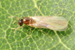 Brachymyrmex depilis