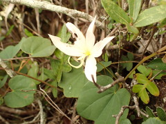 Bauhinia coulteri