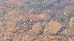 Ameiurus nebulosus
