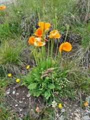 Papaver lisae