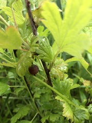 Ribes hirtellum