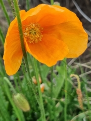 Papaver lisae