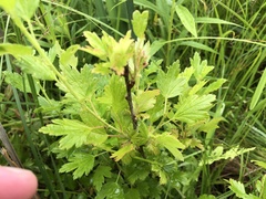 Ribes hirtellum
