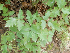 Toxicodendron radicans verrucosum
