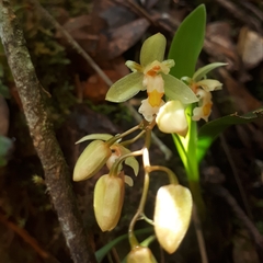 Chelonistele sulphurea
