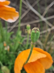 Papaver lisae