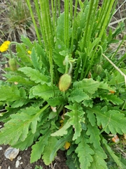 Papaver lisae