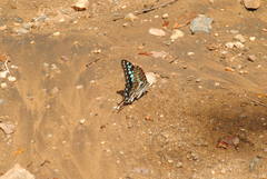 Graphium antheus