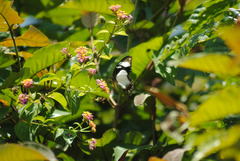 Papilio dardanus tibullus