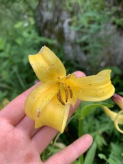 Lilium monadelphum