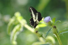Papilio echerioides