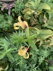Lilium monadelphum