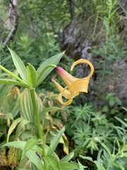 Lilium monadelphum