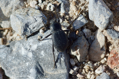 Cryptoglossa infausta
