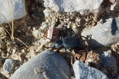 Cryptoglossa infausta