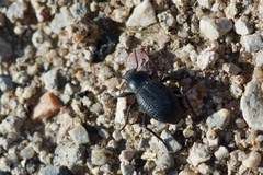 Cryptoglossa infausta